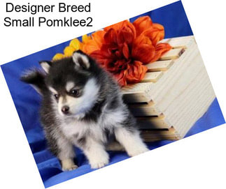 Designer Breed Small Pomklee2