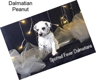 Dalmatian Peanut