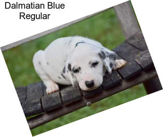 Dalmatian Blue Regular