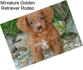 Miniature Golden Retriever Rodeo