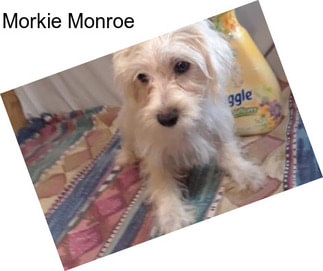 Morkie Monroe