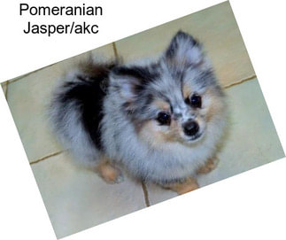 Pomeranian Jasper/akc