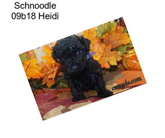 Schnoodle 09b18 Heidi