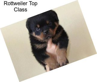 Rottweiler Top Class