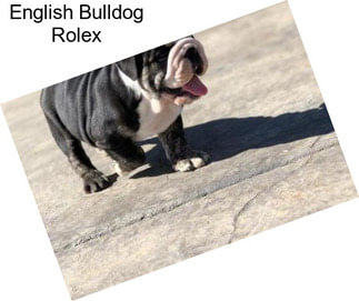 English Bulldog Rolex