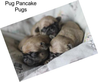 Pug Pancake Pugs