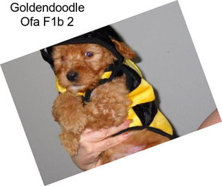 Goldendoodle Ofa F1b 2