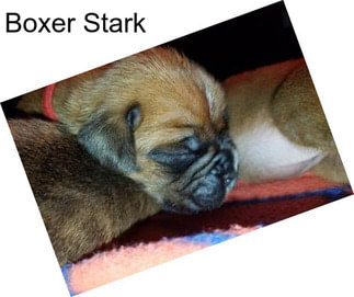 Boxer Stark