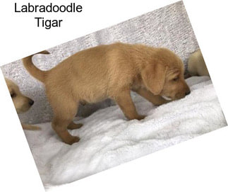 Labradoodle Tigar