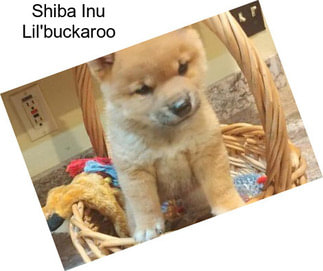 Shiba Inu Lil\'buckaroo