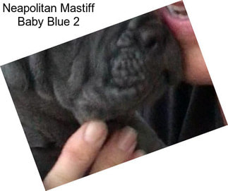 Neapolitan Mastiff Baby Blue 2