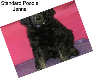 Standard Poodle Jenna