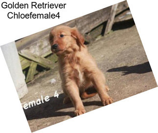 Golden Retriever Chloefemale4