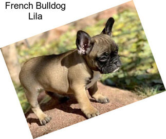 French Bulldog Lila