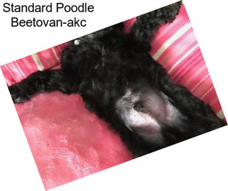 Standard Poodle Beetovan-akc