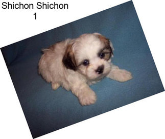 Shichon Shichon 1