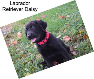 Labrador Retriever Daisy