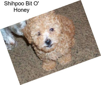 Shihpoo Bit O\' Honey