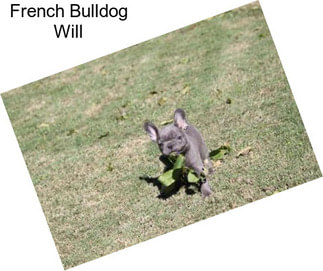 French Bulldog Will