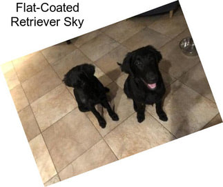 Flat-Coated Retriever Sky