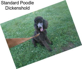 Standard Poodle Dickenshold