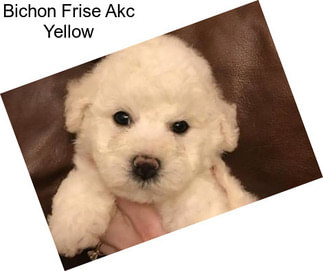 Bichon Frise Akc Yellow