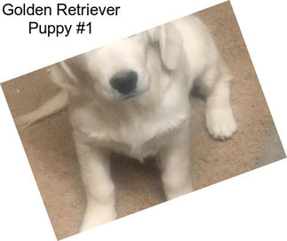 Golden Retriever Puppy #1