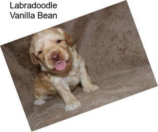 Labradoodle Vanilla Bean