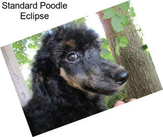 Standard Poodle Eclipse