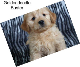 Goldendoodle Buster