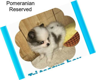 Pomeranian Reserved