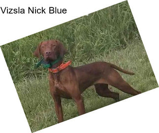 Vizsla Nick Blue