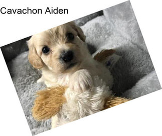 Cavachon Aiden