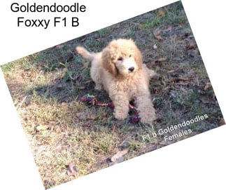 Goldendoodle Foxxy F1 B