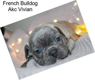 French Bulldog Akc Vivian