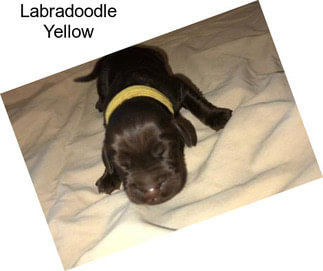 Labradoodle Yellow