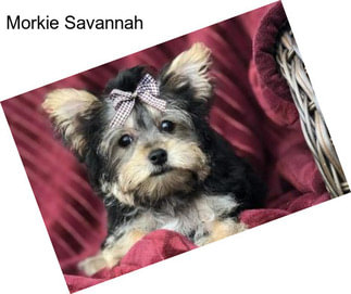 Morkie Savannah