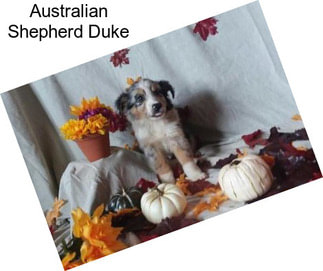 Australian Shepherd Duke