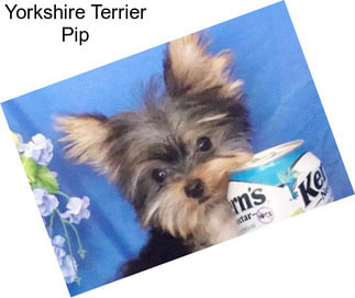 Yorkshire Terrier Pip