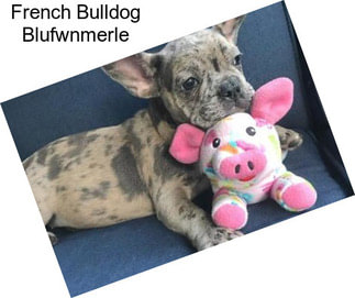 French Bulldog Blufwnmerle