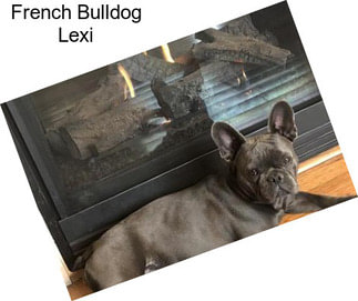 French Bulldog Lexi