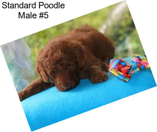 Standard Poodle Male #5