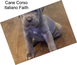 Cane Corso Italiano Faith