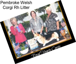 Pembroke Welsh Corgi Rh Litter