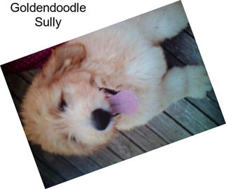 Goldendoodle Sully