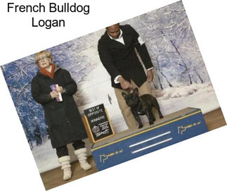 French Bulldog Logan