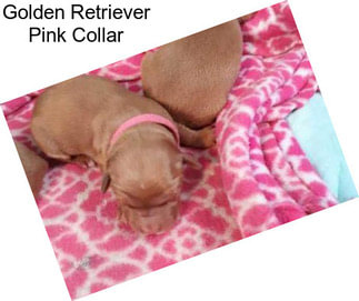 Golden Retriever Pink Collar