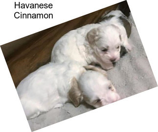 Havanese Cinnamon