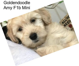 Goldendoodle Amy F1b Mini