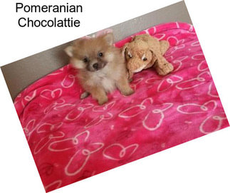 Pomeranian Chocolattie